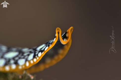 A Pseudoceros scintillatus | Flatworm