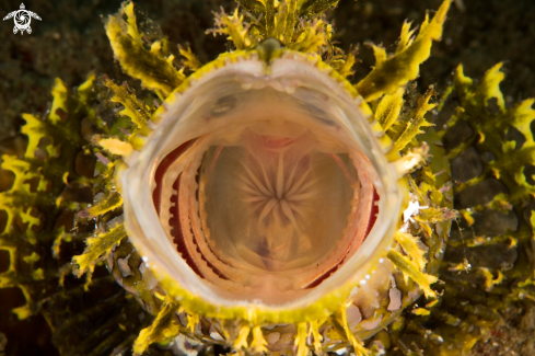 A Rhinopias Frondosa | Weedy Scorpionfish