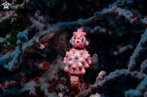 A Hippocampus bargibanti | Bargibant's seahorse