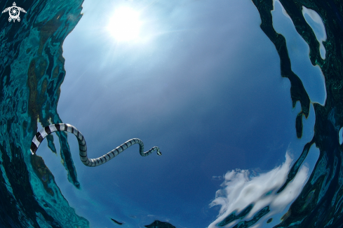 A Banded sea snake