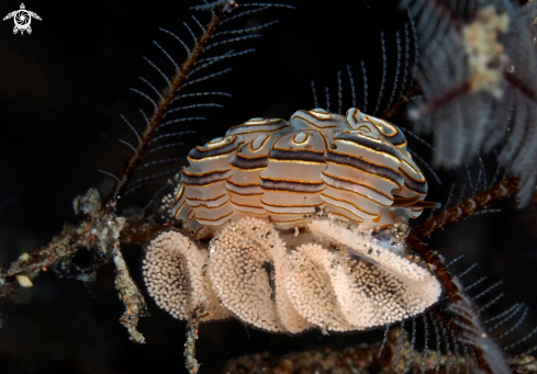 A Dotto greenamyeri | Nudibranch