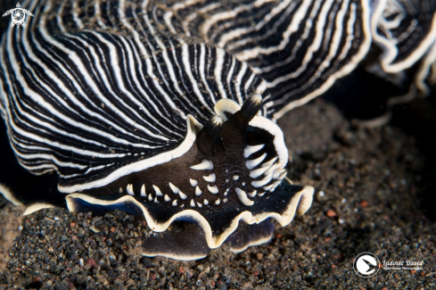 A Armina Nudibranch