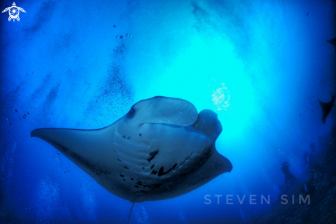 A Manta ray 