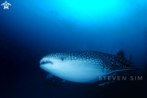 A Whale shark 