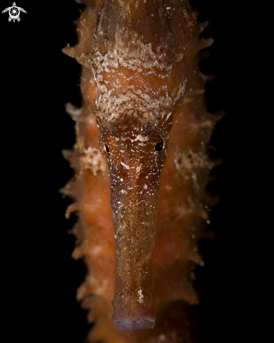 A Hippocampus | Seahorse