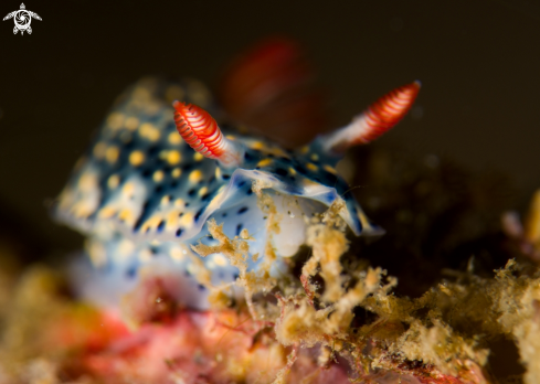 A Hypselodoris infucata | Nudibranch