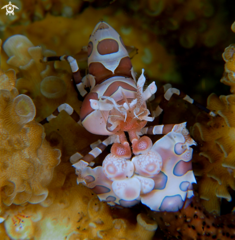 A Hymenocera picta | Harlequin Shrimp