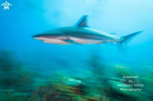 A Caribbean Reef Shark