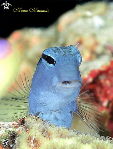 A Blenny