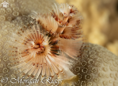 A Xmas tree worm