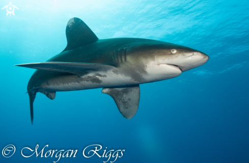 A Oceanic Whitetip