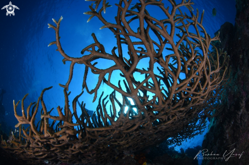 A Acropora cervicornis | Staghorn Coral