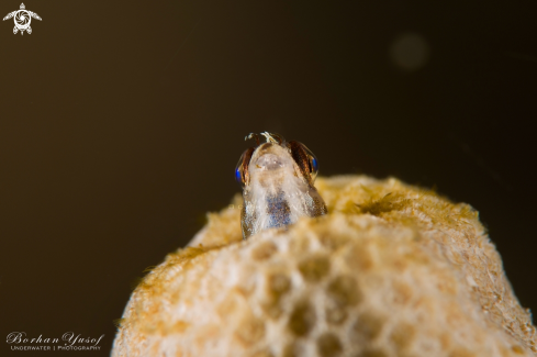 A Blennioidei | Blennioidei