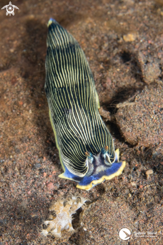 A Scott's Armina Nudibranch