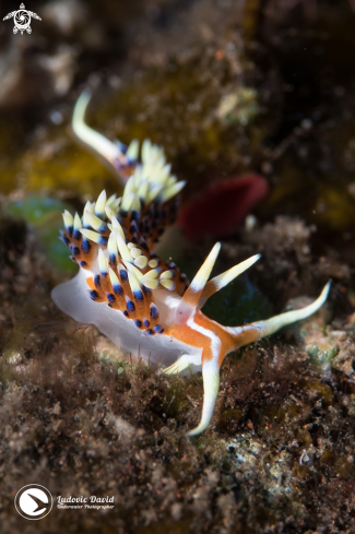 A Caloria indica | Indian Caloria Nudibranch