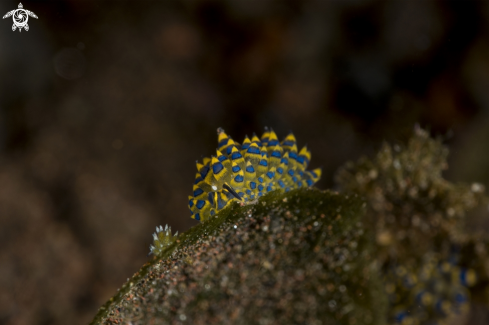A Costasiella | Nudibranch