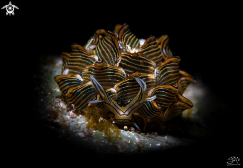 A Cyerce nigra  | Nudibranch