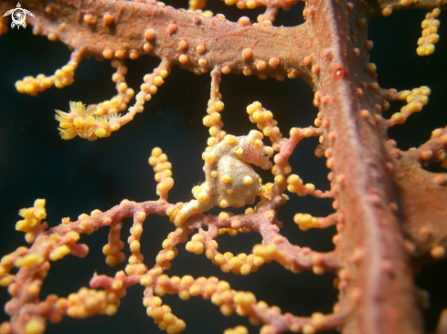 A Hippocampus bargibanti | Pigmy seahorse