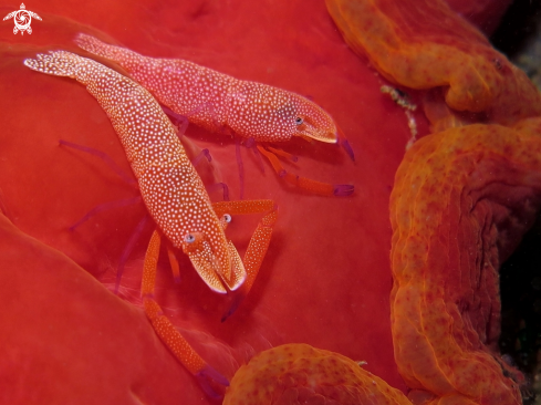 A Emperor Shrimps on Spanish Dancer