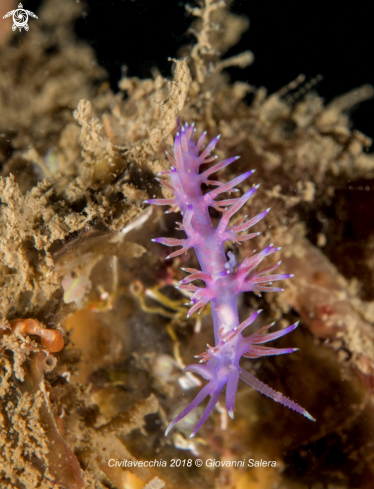 A Flabellina affinis | Flabellina