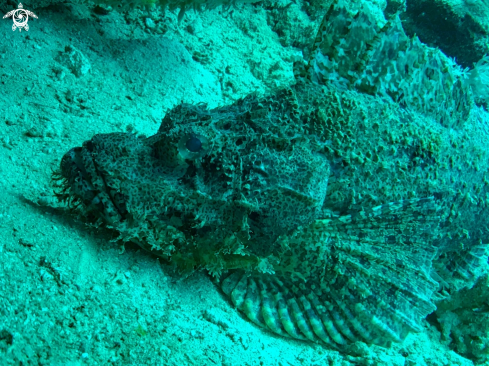 A scorpion fish
