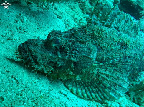 A Scorpaenidae | scorpion fish