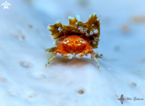 A Coral Crab