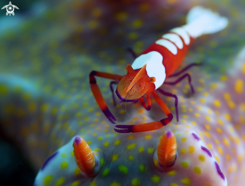 A Ceratosoma tenue with Zenopontonia rex | Nudibranch with Emperor Shrimp