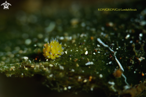 A  nudibranch