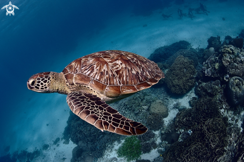 A Green turtle