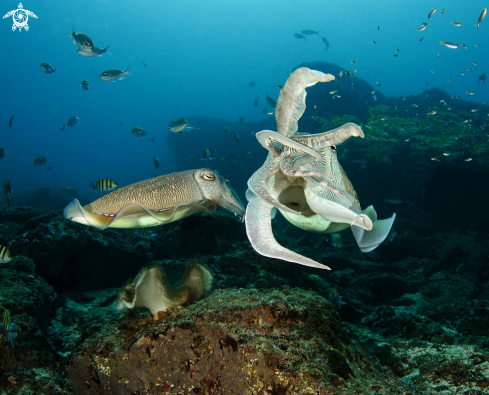 A Cuttle fish