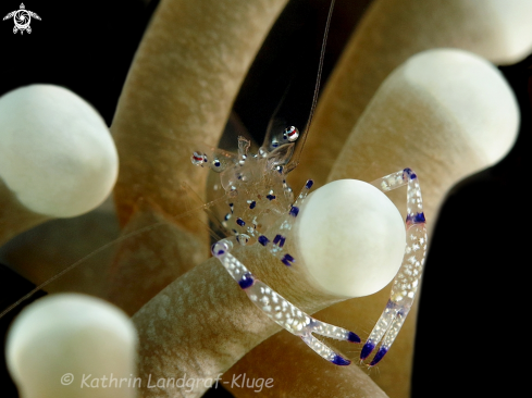 A Ancylomenes venustus | Anemone Shrimp