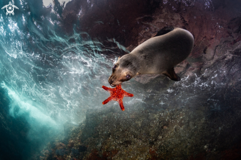 A Zalophus Californianus | California Sea Lion