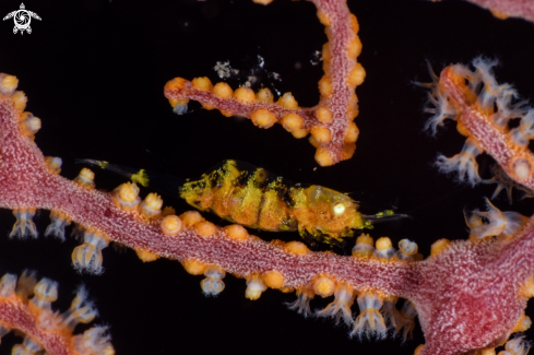 A Gorgonian shrimp