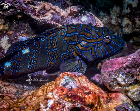 A Giant Hawkfish