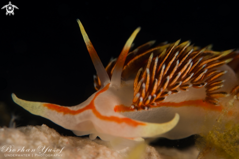 A Hermissenda crassicornis | Opalescent nudibranchs