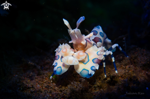 A Hymenocera picta | Harlequin Shrimp