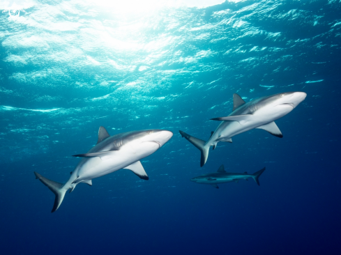 A Grey Reef Sharks