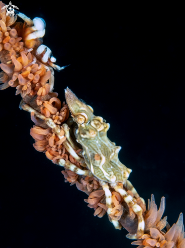 A Zeno Crab & Anker's Whip Coral Shrimp