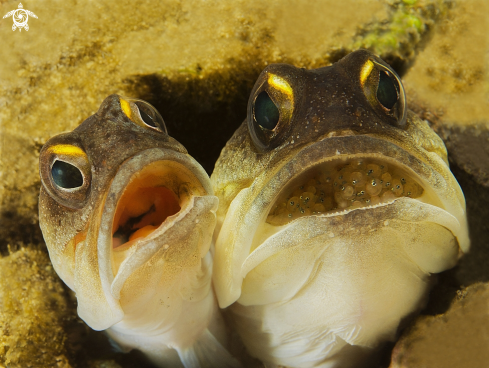 A jaw-fish