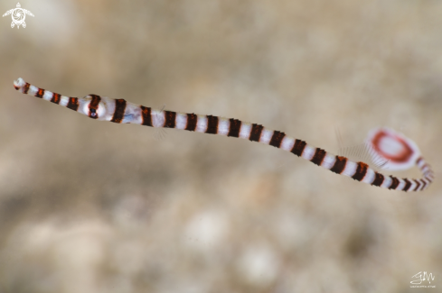 A Dunckerocampus dactyliophorus | Banded pipefish