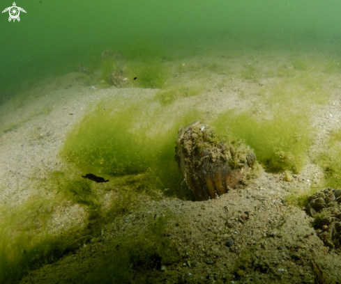 A underwater creature