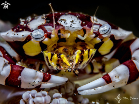 A Harlequin Crab