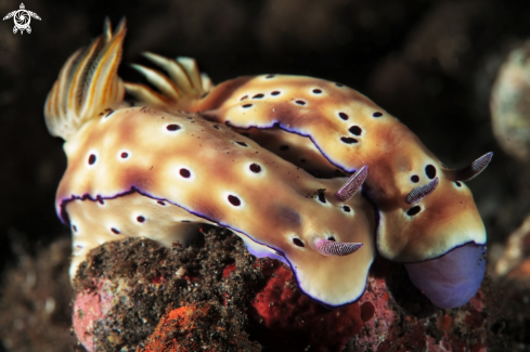 A Nudibranch