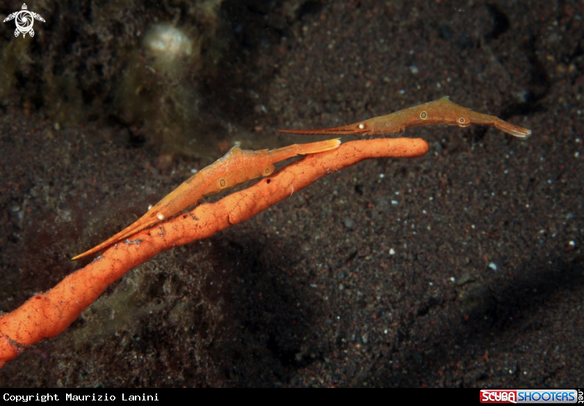 A Gambero rasoio , Saw blade shrimp 