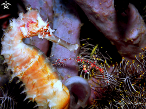 A Solenostomus paradoxus (Pallas, 1770) | Harlequin Ghost Pipefish