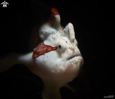 A Frogfish