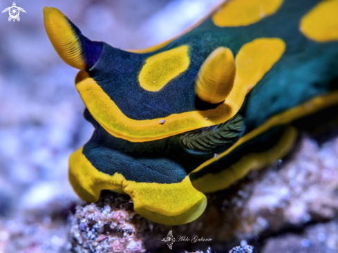 A Tambja gabrielae Pola, Cervera & Gosliner, 2005 | Nudibranch