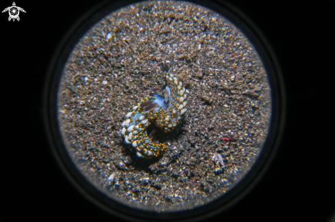 A trinchesia sp. | Trinchesia Nudibranch