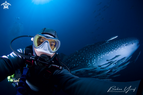 A Rhincodon typus | Whale Shark